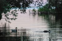 Утки на берегу озера Ильмень
